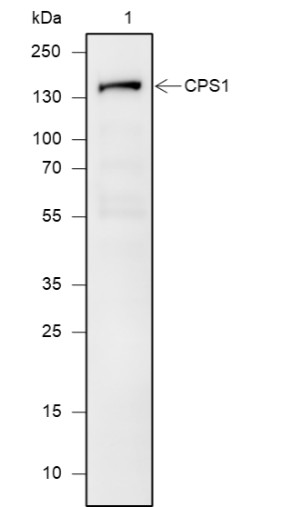Recombinant CPS1 Monoclonal Antibody-searchlist-1