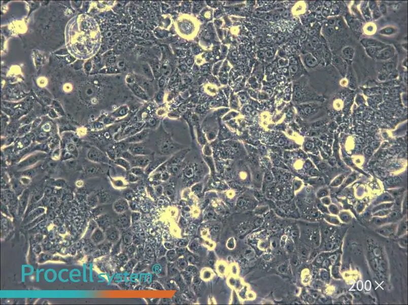CL-11 Cell Complete Medium - 4