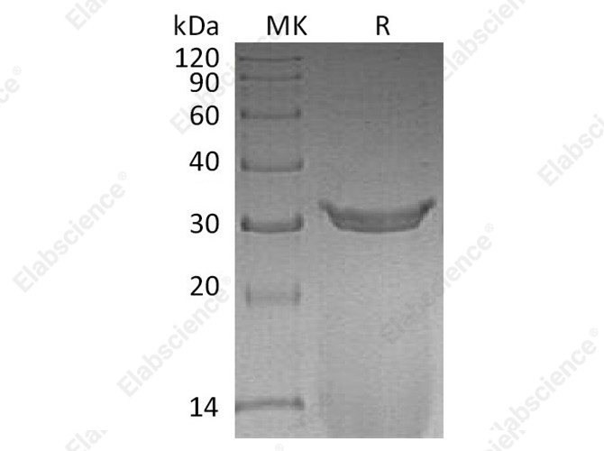 Recombinant Rat IgG2A Fc/Igg-2a Protein - 1