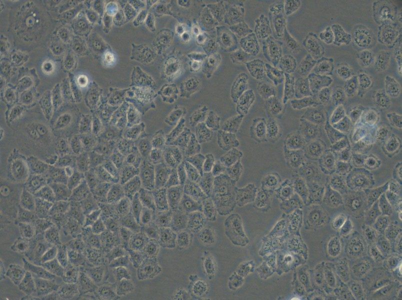 NCI-H838 Cell Complete Medium - 6