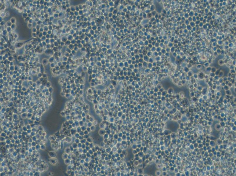 F9 Cell Complete Medium - small - 5