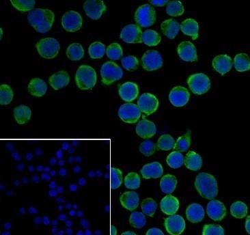 Recombinant Thymidylate Synthase Monoclonal Antibody - small - 3