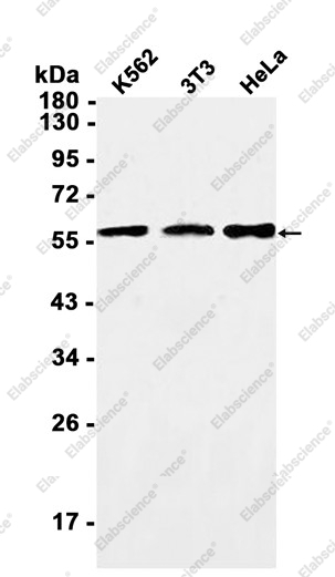 Recombinant PRPF4 Monoclonal Antibody - 1