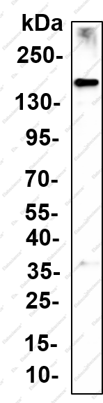 Recombinant PLCβ3 (Phospho Ser537)  Monoclonal Antibody - 1