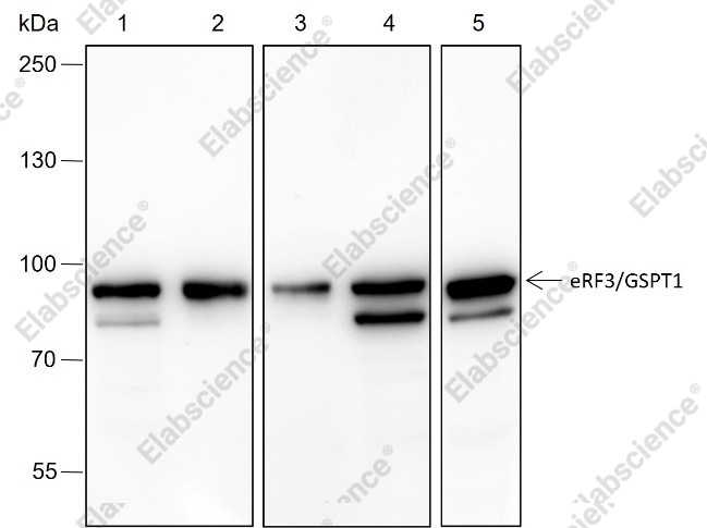 Recombinant eRF3/GSPT1 Monoclonal Antibody - 1