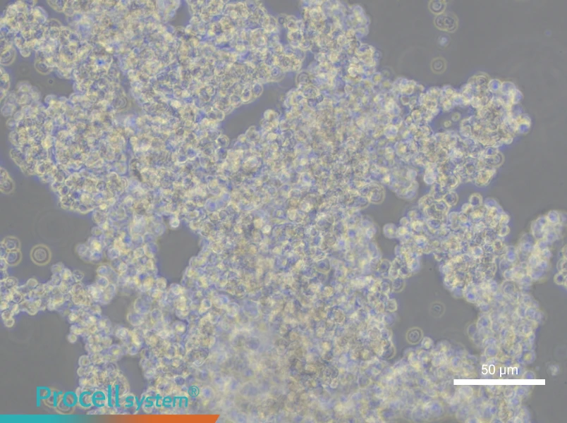 NCI-H211NCI-H211 - 6