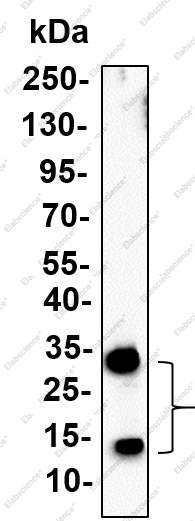 Recombinant GDF-15 Monoclonal Antibody - 2