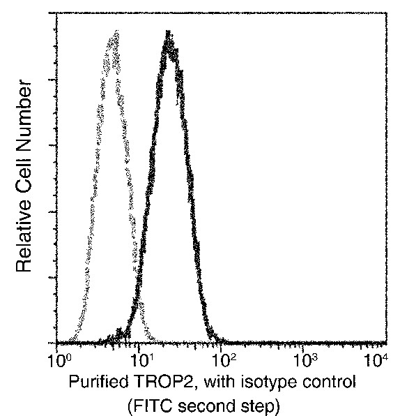 TROP2/TACSTD2 Monoclonal Antibody - small - 4