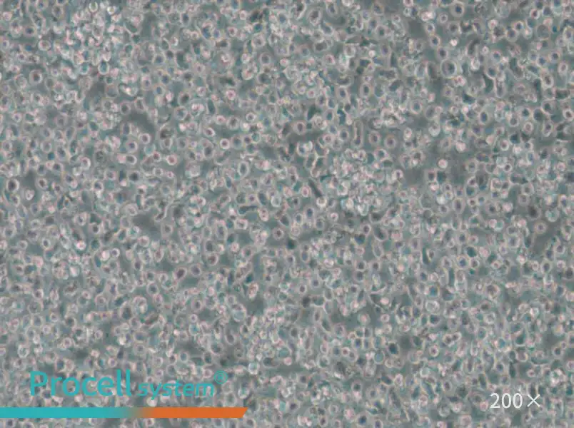 T2 Cell Complete Medium - small - 5