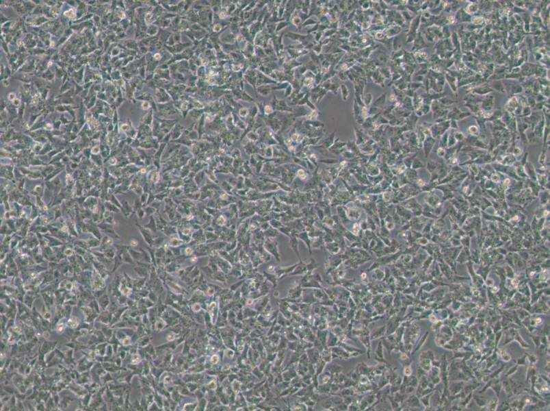 Kelly Cell Complete Medium-searchlist-1