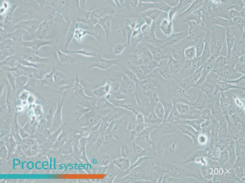AC16 Cell Complete Medium - small - 5