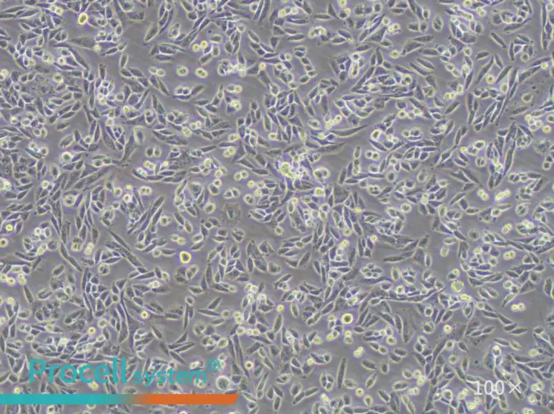 AA8 Cell Complete MediumAA8 Cell Complete Medium - 3