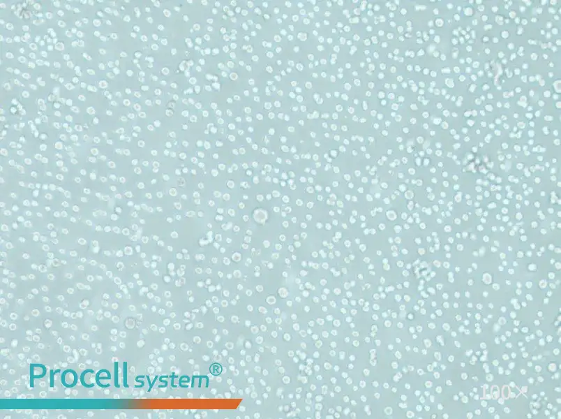 LAMA-84 Cell Complete Medium - 1