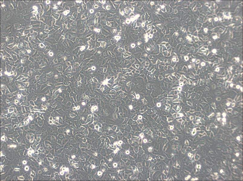 BPH-1 Cell Complete MediumBPH-1 Cell Complete Medium - 2