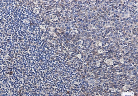Recombinant pro Caspase-3 Monoclonal Antibody - 2
