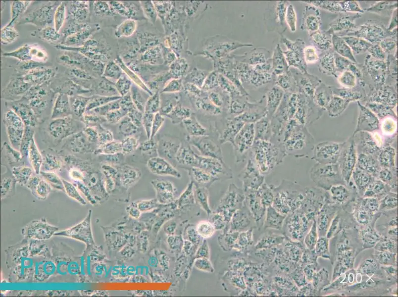 C643 Cell Complete Medium - small - 5