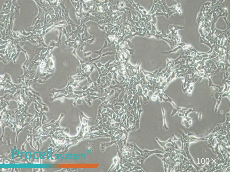 HCC70 Cell Complete Medium - 2