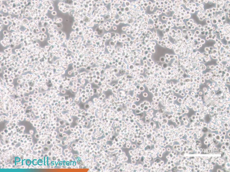 Sf21 Cell Complete MediumSf21 Cell Complete Medium - 3