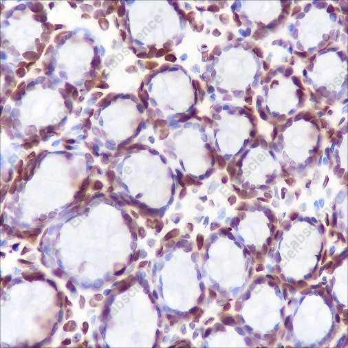 Recombinant CENP-A Monoclonal Antibody - 4