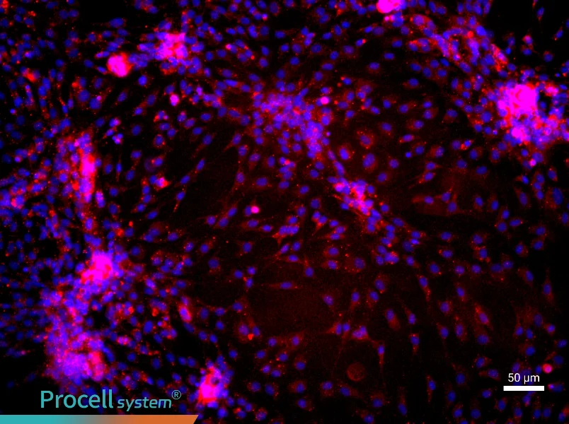 Rat Dermal Microvascular Endothelial Cell Complete Medium - 1
