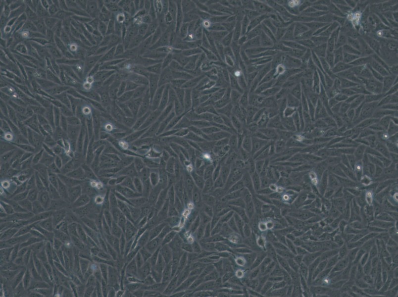 HOS Cell Complete Medium-searchlist-1