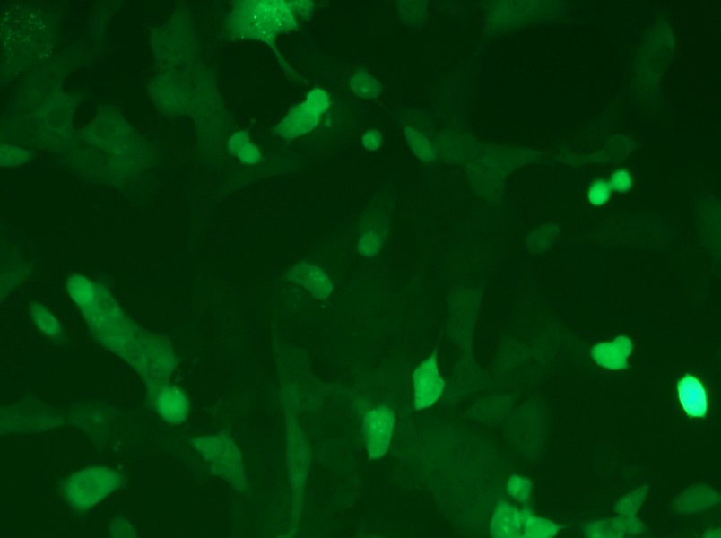 MC38-GFP Cell Complete Medium - 6
