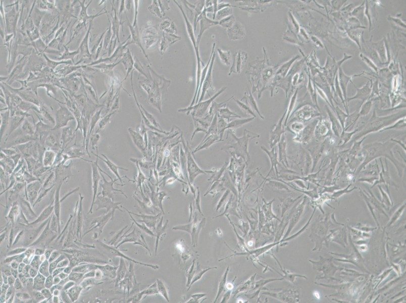 NCI-H1648 Cell Complete Medium - small - 2