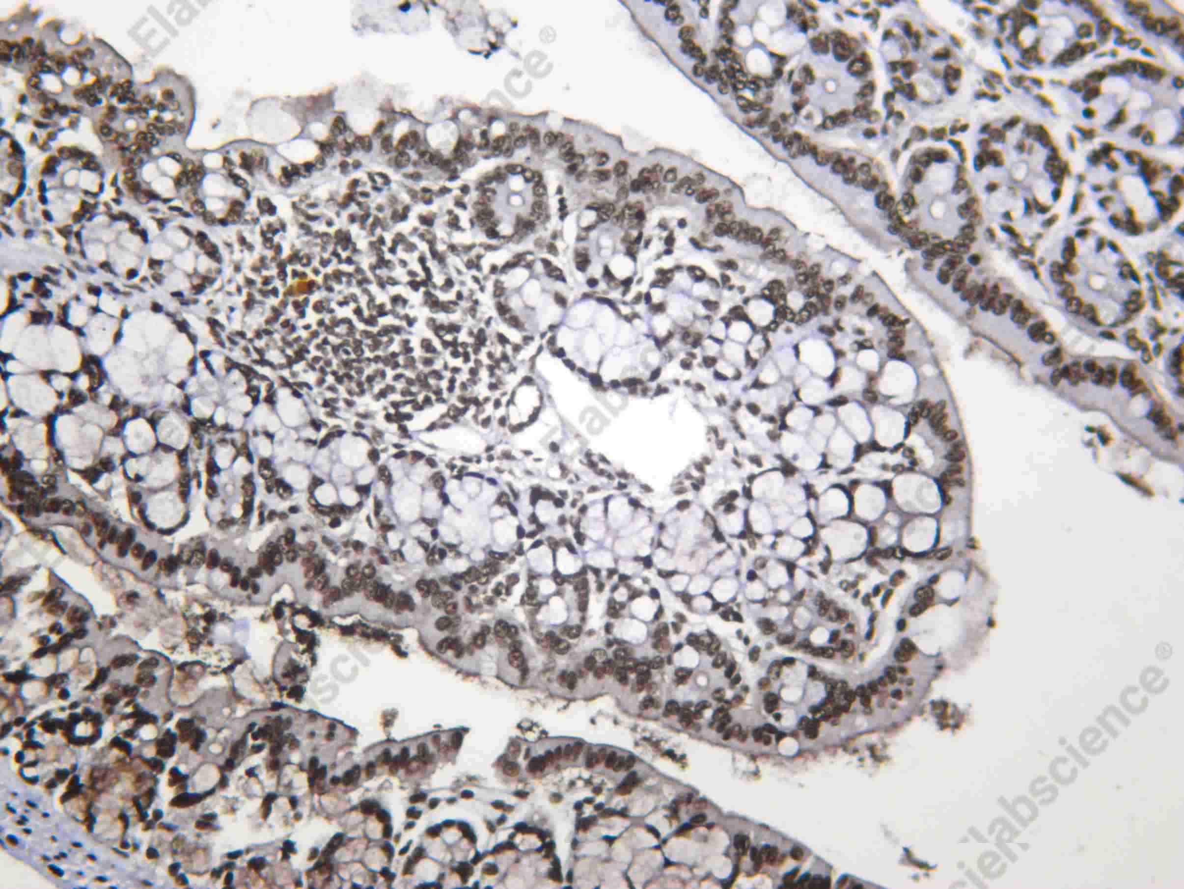 Recombinant NONO Monoclonal Antibody - 3