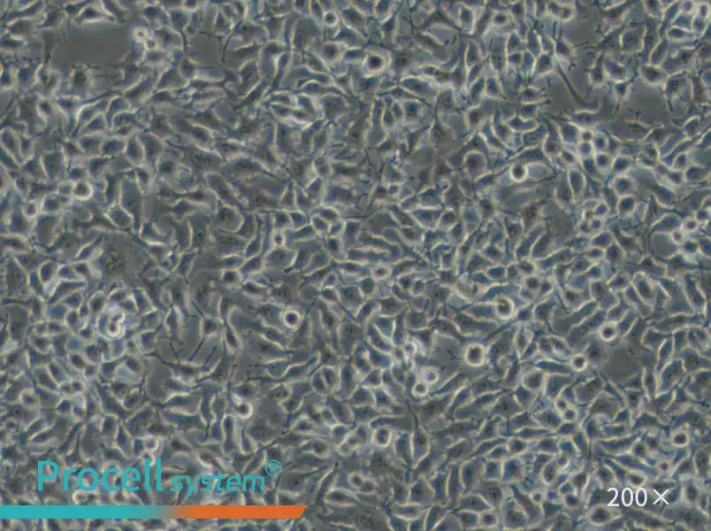 B16-F1 Cell Complete Medium - 4