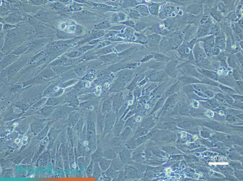 Rat Dental Pulp Stem Cell Complete Medium - 5