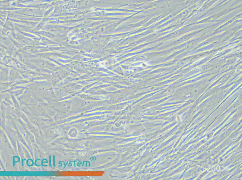 HFL1 Cell Complete Medium - small - 6