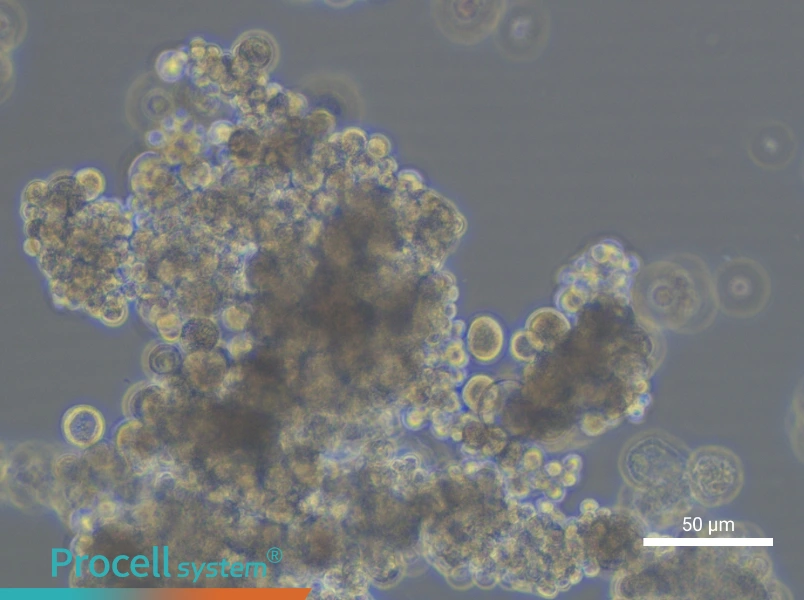 OCUM-1 Cell Complete MediumOCUM-1 Cell Complete Medium - 5