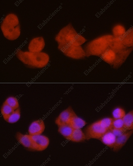 PGC1 alpha Polyclonal Antibody - 4