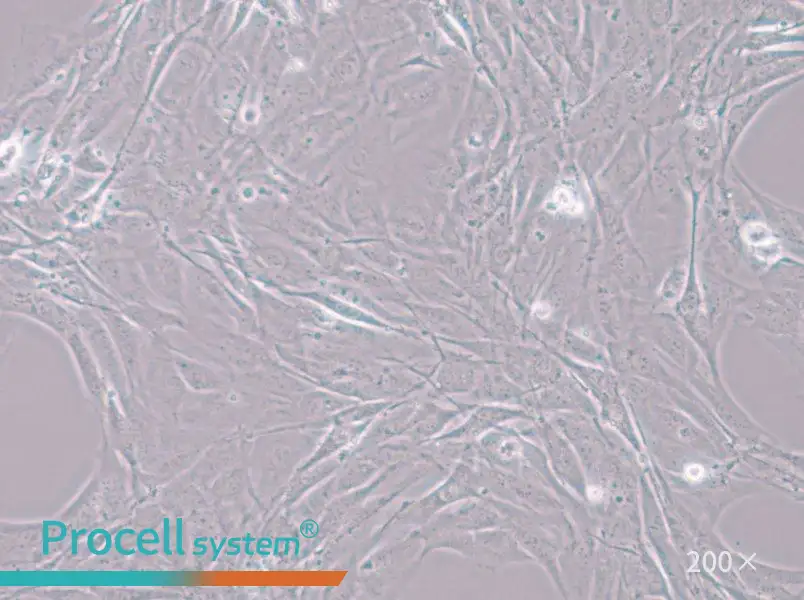 MC3T3-E1 Subclone 24 Cell Complete Medium - small - 6