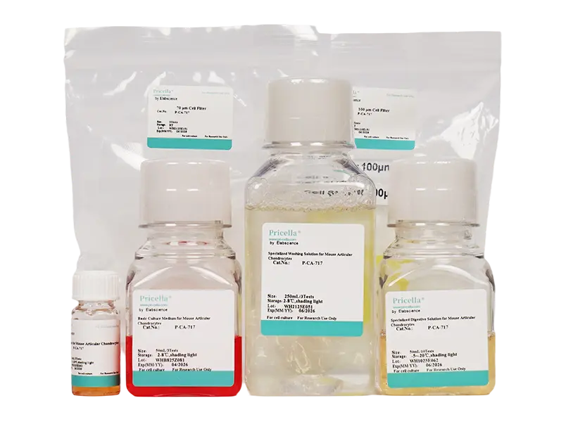 Mouse Articular Chondrocyte Isolation and Culture Kit - small - 1