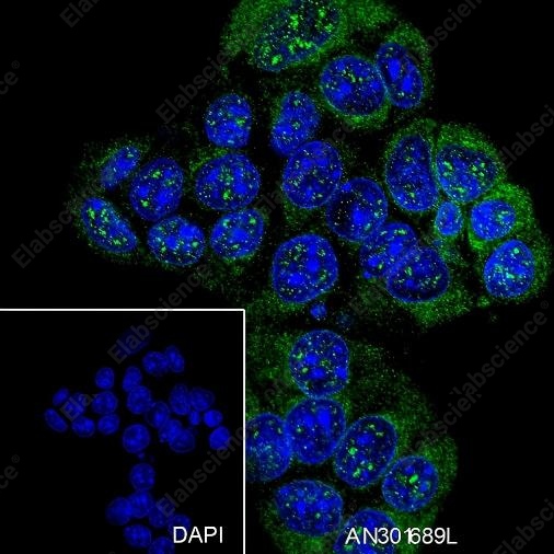 Recombinant WWOX Monoclonal Antibody - 5