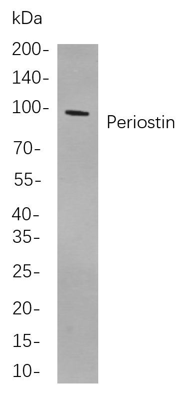 Recombinant Periostin Monoclonal Antibody-searchlist-1