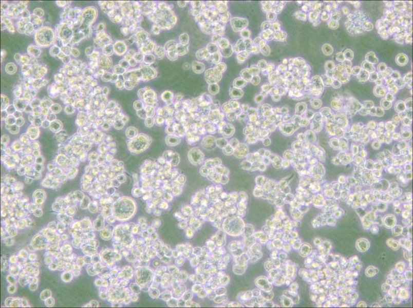 EB-3 Cell Complete Medium - small - 6