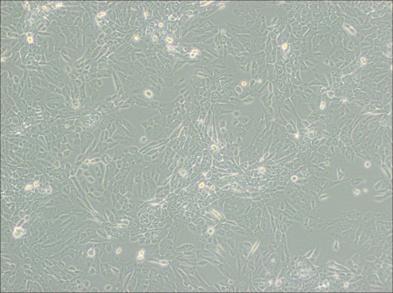 MCF 10A Cell Complete Medium - 2