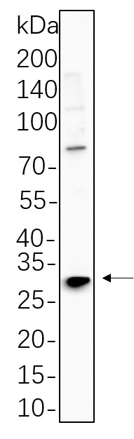 Recombinant Phospho-RPS6 (Ser240, Ser244) Monoclonal Antibody-searchlist-1