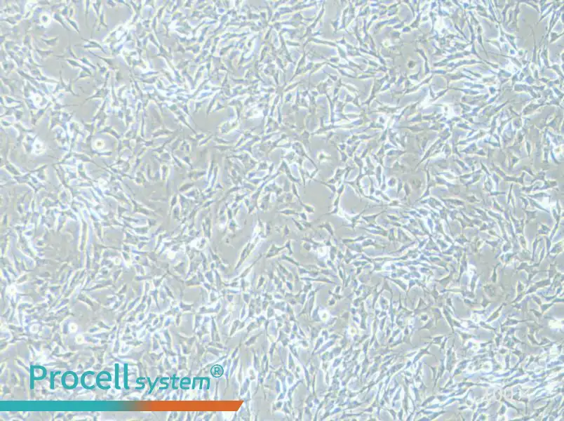 SH-SY5Y [SHSY-5Y] Cell Complete Medium - 3
