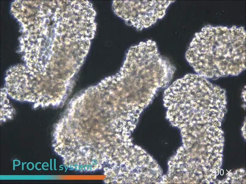 C8166 Cell Complete Medium - 5