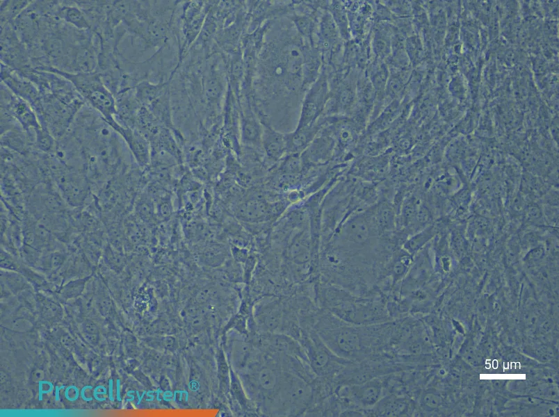 Mouse Corneal Stromal Cell Complete Medium - 6