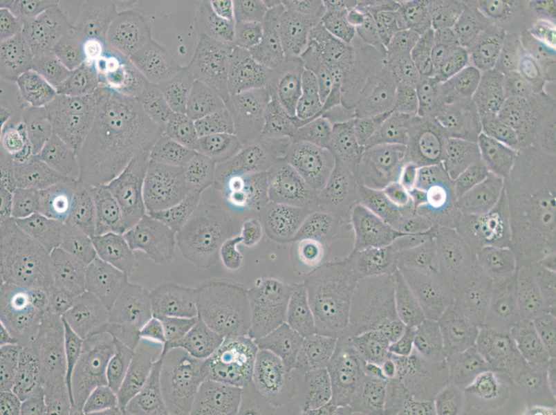 HCC1937 Cell Complete Medium - 6