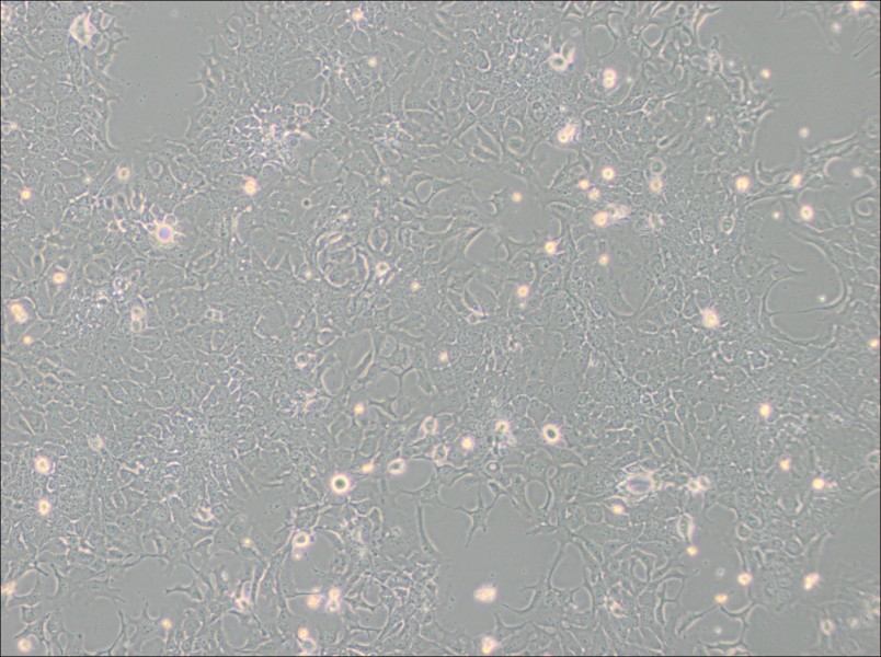 TE-10 Cell Complete Medium-searchlist-1