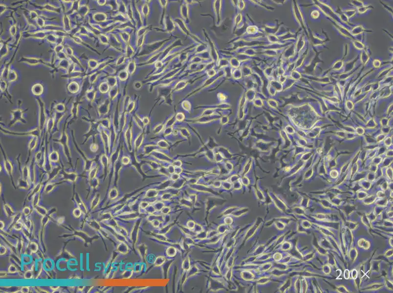 RBL-2H3 Cell Complete Medium - small - 4