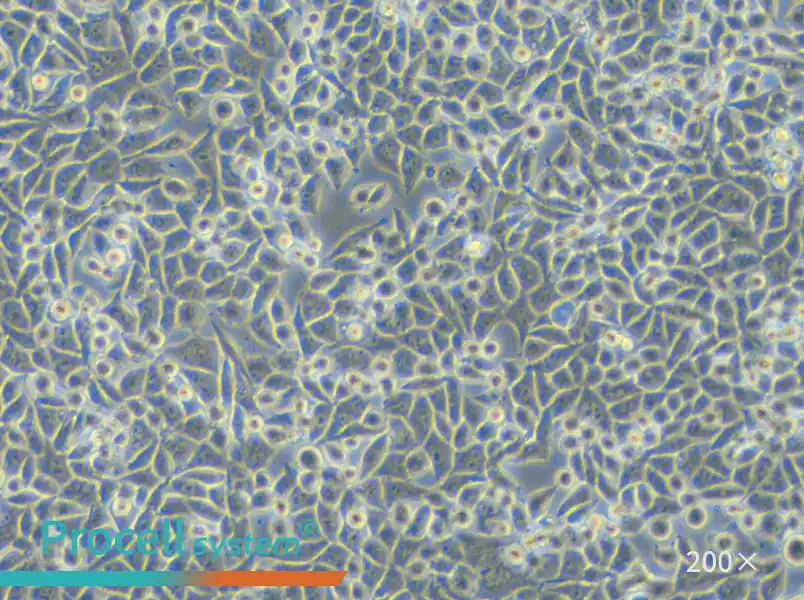 L Wnt-3A Cell Complete Medium - small - 5