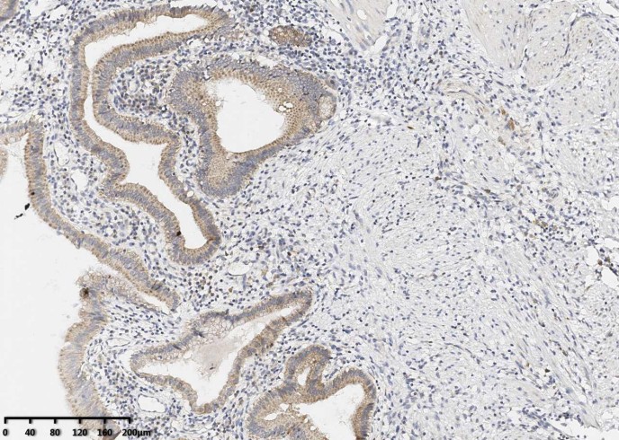 Bcl-XL Monoclonal Antibody - small - 2