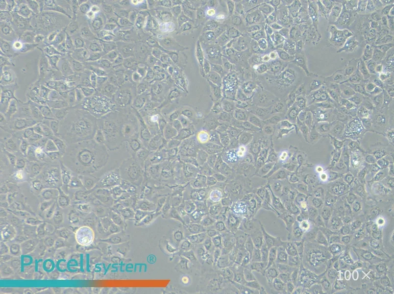 SW 780 [SW-780, SW780] (L15) Cell Complete Medium - 1