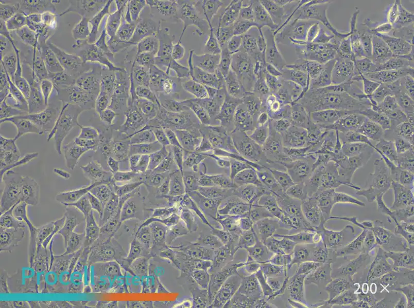 MDBK [NBL-1] Cell Complete Medium - 4